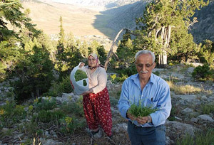 Aksekiden şifa kaynağı kekik