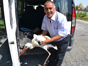 Yaralı leylek tedavi altına alındı