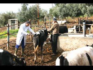 Şap aşısı yaptırmayanlar yandı