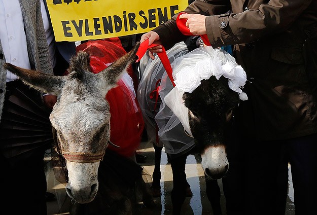 Eşeklere temsili nikah kıydılar