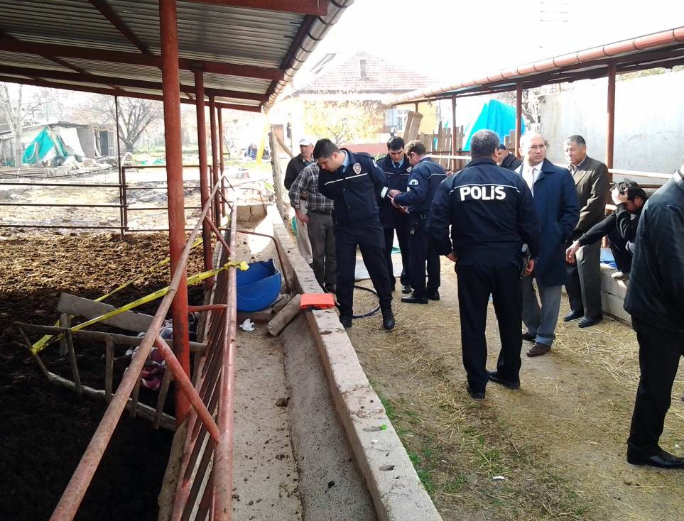 Dananın teptiği yaşlı adam öldü