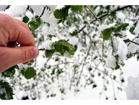 Meteorolojiden zirai don uyarısı
