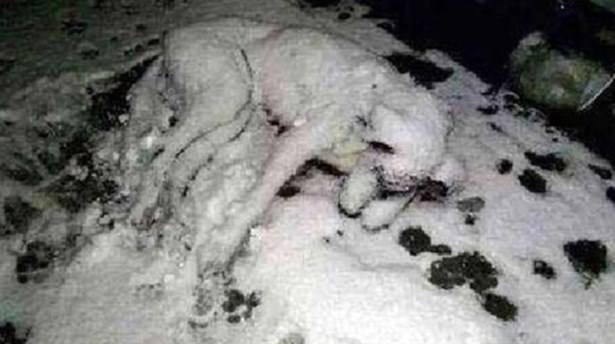 Sokak köpeği soğuktan dondu