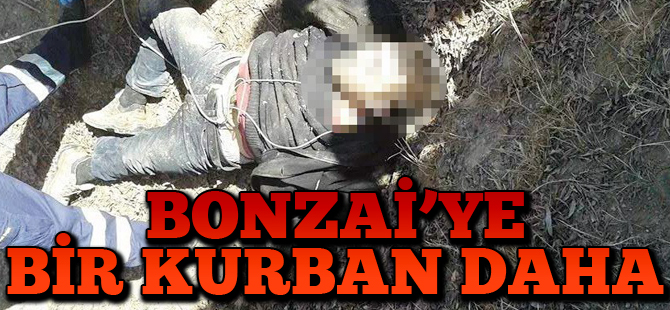 Bonzaiye bir kurban daha