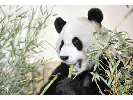 Çinde panda nüfusu artıyor