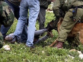 İsrailli askerlerden köpekli işkence