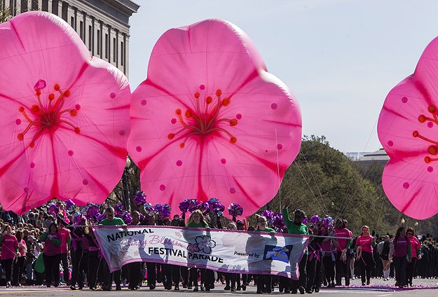 Washingtonda Ulusal Kiraz Çiçeği Festivali