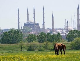 Başıboş atlara 5 bin lira maaşlı çoban