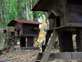 Sokak kedileri için 5 yıldızlı Kedi Kasabası