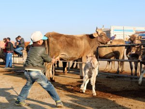 Kurbanlık temininde sıkıntı yok