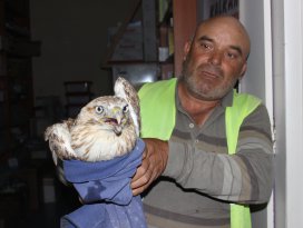 Yaralı şahin tedavi ediliyor