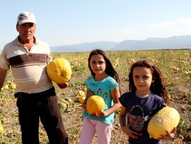 Seydişehir’de kabak üreticisinin yüzü gülüyor