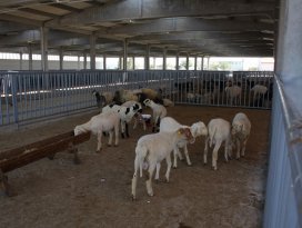 Karatay’da kurban satış ve kesim yerleri belirlendi