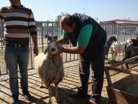 Karatay Kurban Bayramına hazır