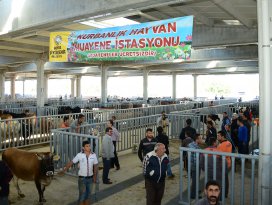 Büyükşehir Belediyesi Kurban Bayramı’na hazır