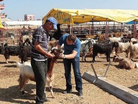 Ereğli Belediyesi Kurban Bayramı’na hazır