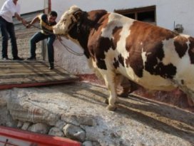 2 tonluk boğa satıldı
