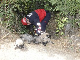 Su borusundaki yavru köpekleri itfaiye kurtardı