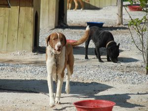 Depremde hayat kurtaran kahraman köpekler