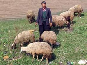 Kuluda hayvan otlatma kavgası:4 Yaralı