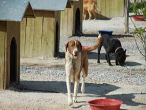 Konyada köpeklere elektronik takip