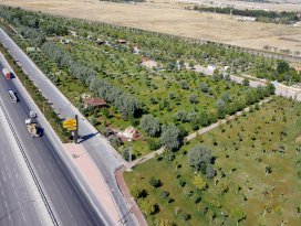 Konyada 7 milyon fidan toprakla buluştu