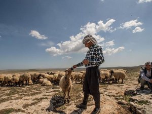 Göçerlerin yayla yolculuğu başladı