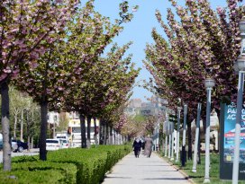 Konyada rengarenk sakuralar baharı yaşatıyor