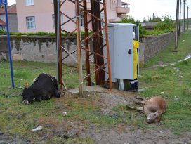 Elektrik akımına kapılan hayvanlar telef oldu
