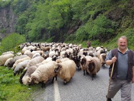 Karadenizde yayla göçü başladı