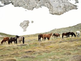 Toroslarda iki mevsim bir arada
