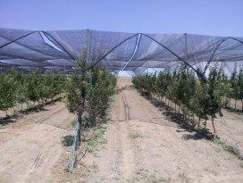 Güneş enerjili destekli organik elmalar yolda