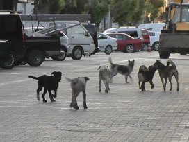 Kulu’da vatandaşlar sokak köpeklerinden tedirgin