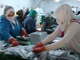 Konyadan 15 ülkeye deniz ürünleri ihraç ediyor