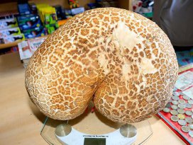 Bayburtta 8 kilogramlık mantar bulundu
