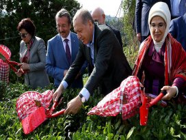 Cumhurbaşkanı Erdoğan Rizede çay hasadı yaptı