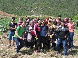 Selçuk Üniversitesi öğrencileri 430 sedir fidanı dikti