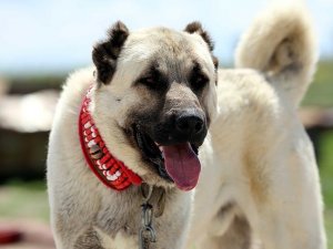 Çipli Kangal köpeği alıcısına güven veriyor