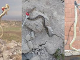 Evde yılan paniği! İtfaiye ekipleri yakaladı