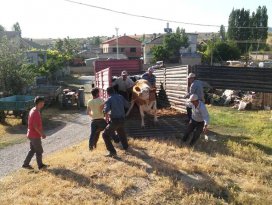 Seydişehirde köylüye süt ineği dağıtıldı