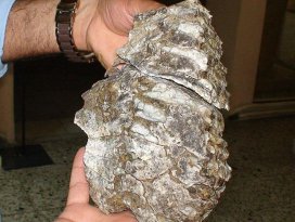 Konyada mamut fosili bulundu