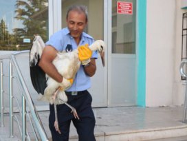 Yaralı bulunan leylek tedavi edilecek