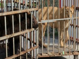 İstanbul’da AVM bahçesinde ayı ve aslan bulundu
