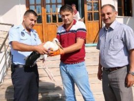 Yaralı yavru leyleğe zabıta sahip çıktı