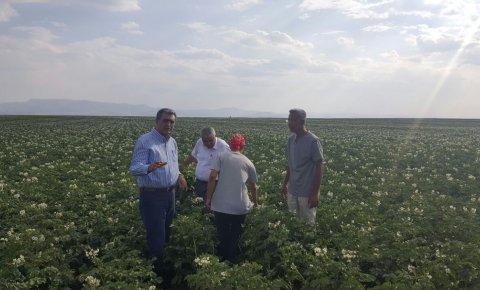Konya Şeker yerli patates tohumu üretti