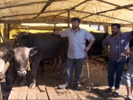 500 kiloluk kurbanlık danayı 5 dakikada çaldılar