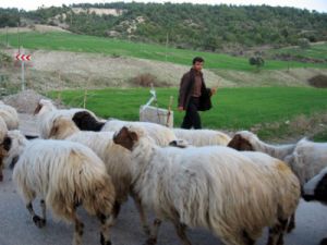 Konyad bir çoban ölü bulundu