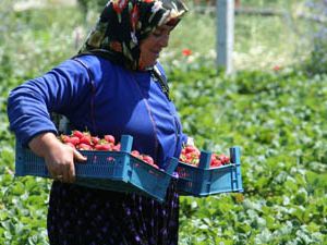 Konya çilekte marka oluyor