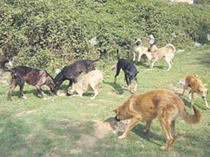 Köpeklerin saldırısına uğrayan adam öldü