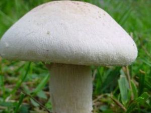 Piknikte 6,5 kilo ağırılığında mantar buldu